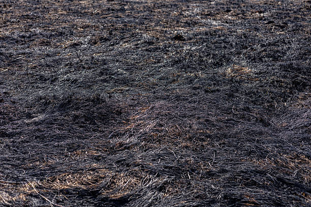 istock Blackened terrain reveals the devastation caused by fire, leaving burnt grass and evidence of destruction spread across the land 2210628309