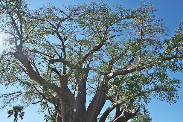 Baobab trees south Luangwa National Park - Zambie
