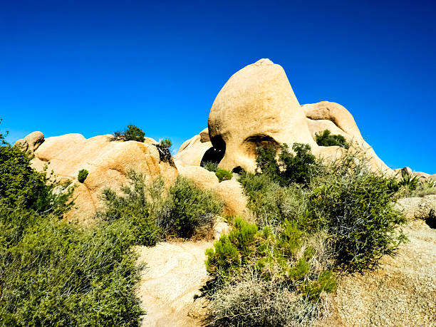 A striking view of Skull Rock, one of the most famous geological formations in Joshua Tree National Park, California. Surrounded by desert shrubs under a clear blue sky, this granite rock resembles a human skull and draws visitors for its unique shape and natural beauty.