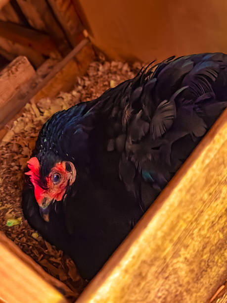 Broody Black Hen Nesting in Rustic Wooden Coop – Close-Up with Moody Lighting