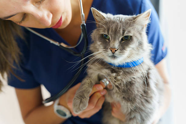 Veterinarian using a stethoscope examining a grey cat at the veterinary clinic