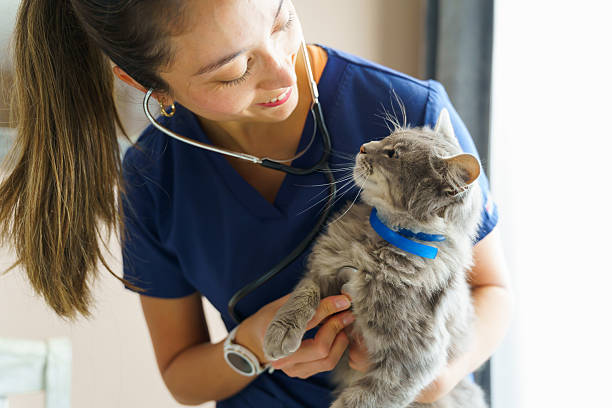 Young veterinarian examining a grey cat with a stethoscope during a medical check-up at the veterinary clinic