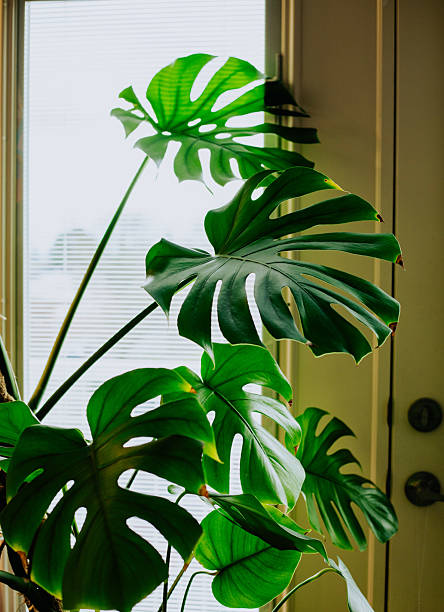 istock monstera deliciosa in a sunny window 2210629227
