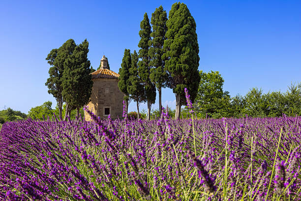 istock Lavender field in Tuscany 2210630025