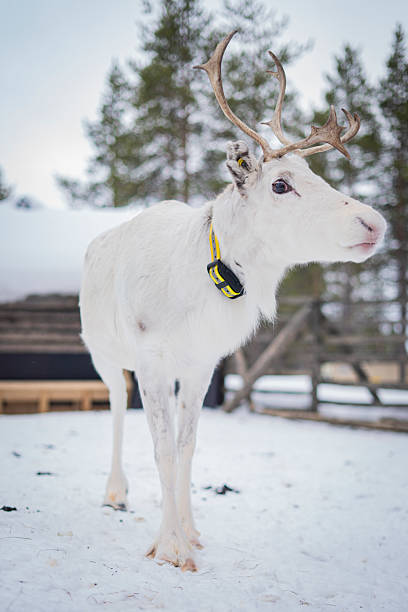 Portrait of a wild reindeer calf standing in the middle of the road in Longyearbyen. Svalbard Reindeer - is a subspecies of reindeer endemic only to the Svalbard Islands.
