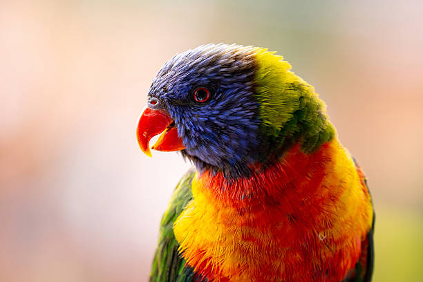 istock A vibrant Rainbow Lorikeet (Trichoglossus moluccanus) faces the camera against a softly blurred, colourful background 2210630780