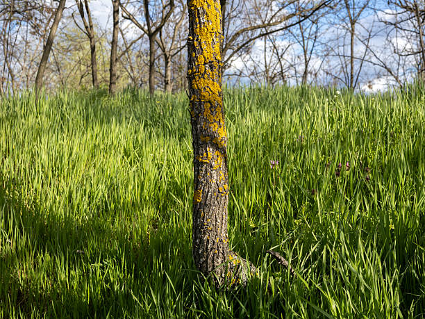 Lichen Covered Tree Trunk in a Sunny Meadow