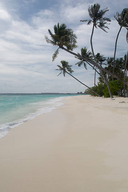 Palm trees blow in the wind on a sand beach in Maldives