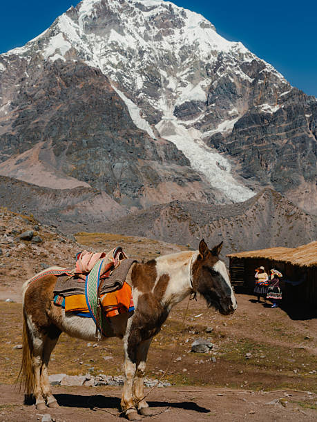 istock Horses in Peruvian Andes in Cusco region 2210631721