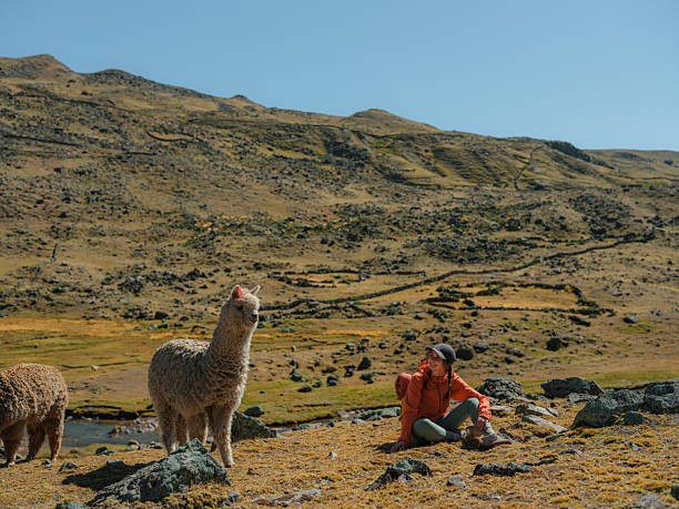 istock Woman sitting near alpacas in Peruvian Andes 2210631815
