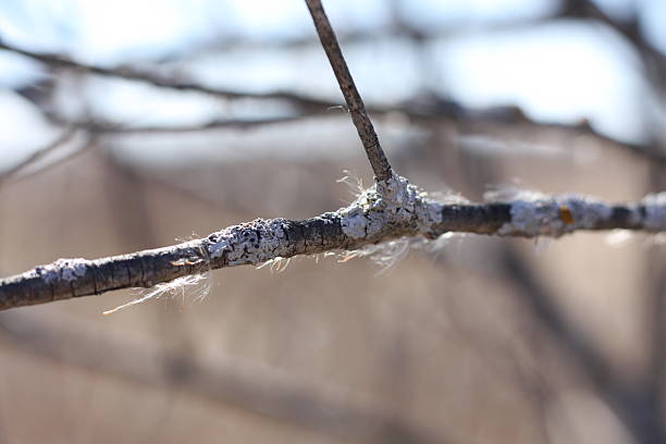 istock Cattail Fuzz on a Mossy Branch 2210633473