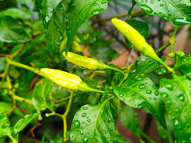 Chili plants that are starting to ripen.
