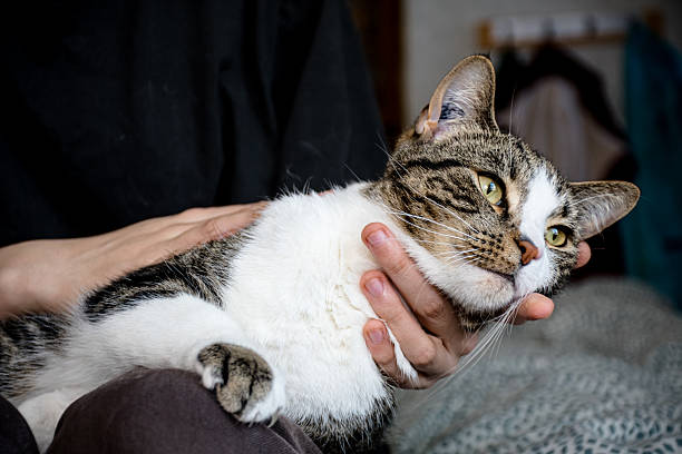 istock Close-up of cat enjoying head scratches 2210638054