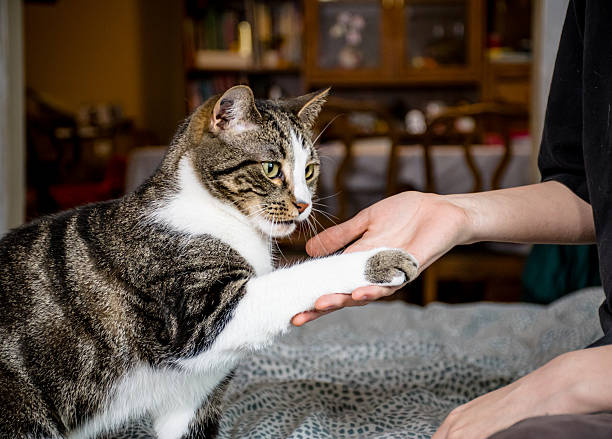 A teenager trains their tabby cat to shake paws indoors, capturing a moment of connection between owner and pet. The catâs paw is gently shaken in a close-up shot.