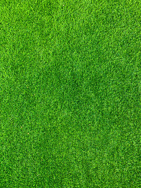 istock vibrant green grass portrait shot 2210638474