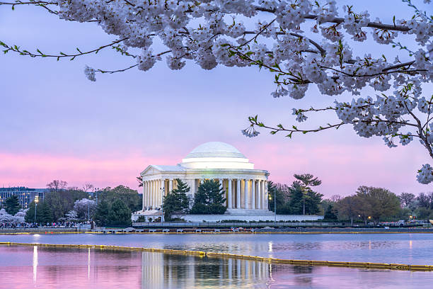 Jefferson Monument at Sunrise with a Cherry Blossom in Washington D.C.