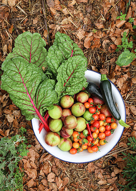 A large bowl containing freshly picked tomatoes, zucchini, chilli, nectarines and leafy greens against a garden background
