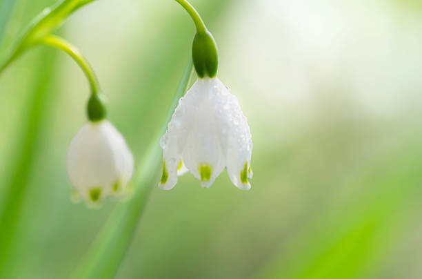 istock Snowflake flower with water droplets after rain 2210640559