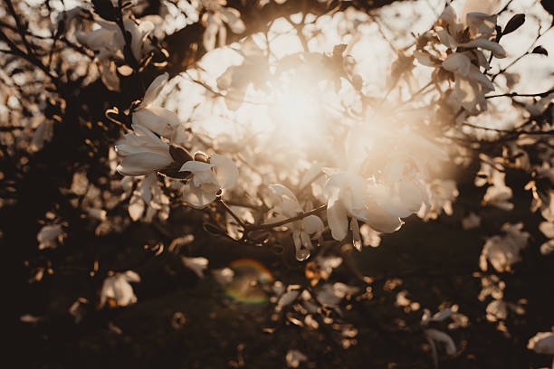 Magnolia blossoms on a tree with a blue sky and sun