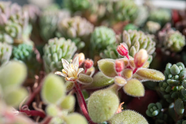 Succulents, sedum, light,dusuty color