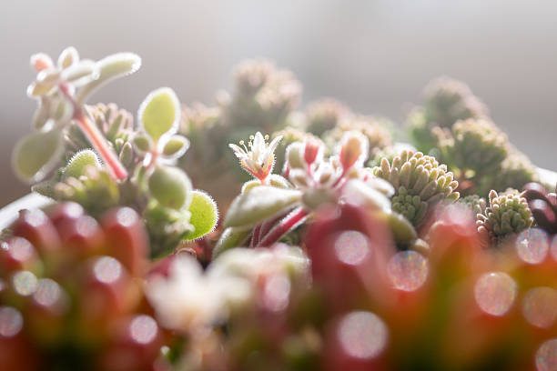 Succulents, sedum, light,dusuty color