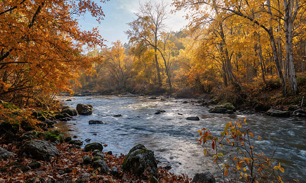 istock An autumn scene with a river flowing through a forest, the banks lined with trees with yellow leaves. 2210643491