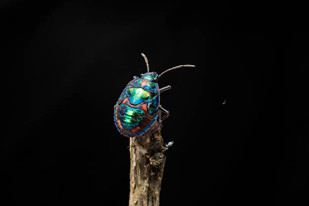 This striking macro photo captures a cotton harlequin beetle (Tectocoris diophthalmus) adult with a patterned shell resting on a stick.