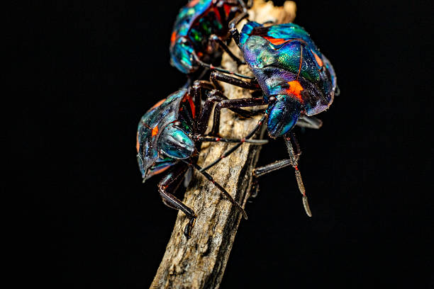 This striking macro photo captures several cotton harlequin beetles (Tectocoris diophthalmus) adult with a patterned shell resting on a stick.