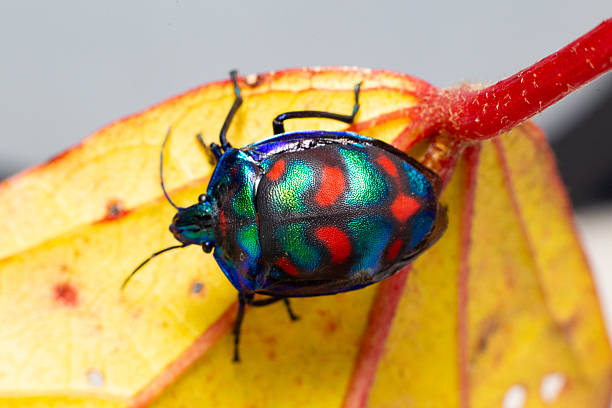 istock A multicoloured cotton harlequin beetle with a bright carapace clambers over a bright autumn orange leaf 2210644646