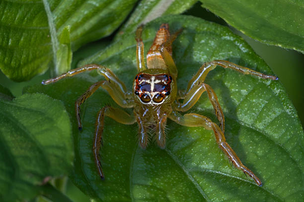 A Jumper, (Artabrus erythrocephalus), in the rain forest of Sulawesi, Indonesia.