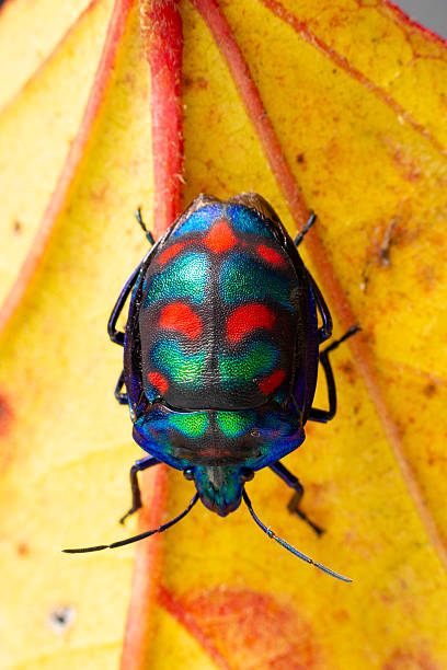 istock A multicoloured cotton harlequin beetle with a bright carapace clambers over a bright autumn orange leaf 2210644650