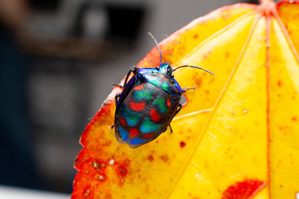 istock A multicoloured cotton harlequin beetle with a bright carapace clambers over a bright autumn orange leaf 2210644659