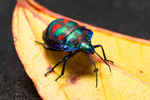 istock A multicoloured cotton harlequin beetle with a bright carapace clambers over a bright autumn orange leaf 2210644660