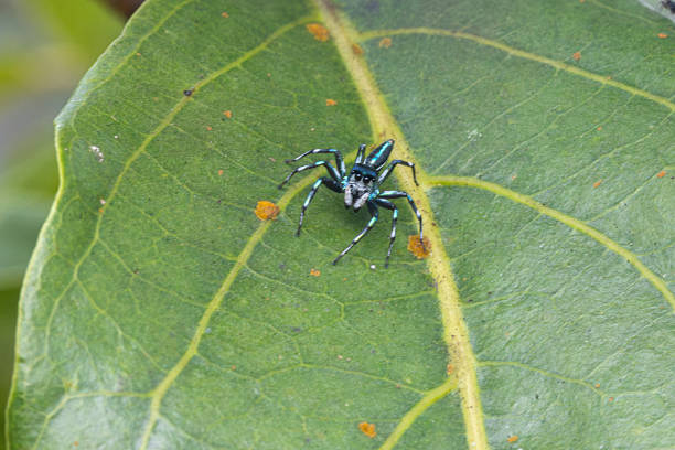 A Sea-green Northern Jumper on a leave in Bali.