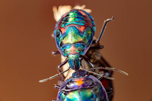 istock Several multicoloured cotton harlequin beetles with a bright carapace clambers over a stick isolated with a green background 2210644693