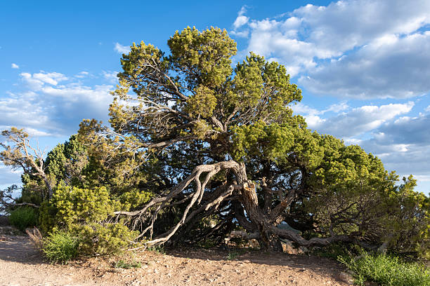 Dead Tree Branches Framing Juniper Tree on Hilltop - Scenic warm toned golden hour light with blue skies landscape scenic. High desert Pinyon-Juniper woodland.