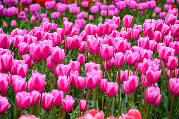 istock Vibrant pink tulips bloom in a lush garden during spring, creating a colorful display of natural beauty 2210645882