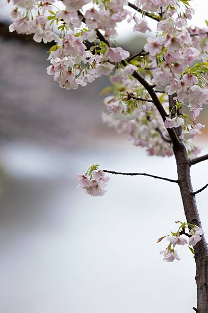 istock Cherry Blossom Branches with Pink Flowers 2210646528