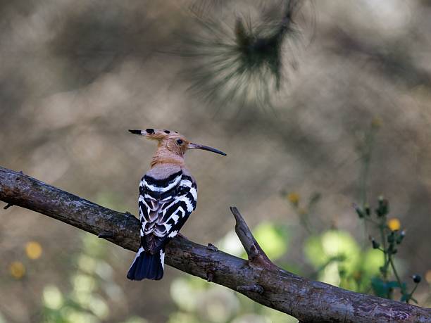 istock Vibrant Eurasian hoopoe bird perched on a branch in a natural setting with a blurred background. 2210647493
