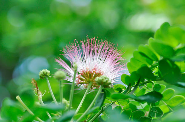 Rain tree or Samanea saman, LEGUMINOSAE MIMOSOIDEAE and flower on the tree