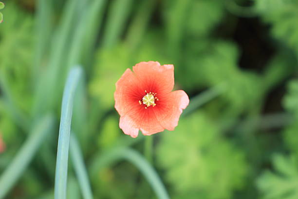 istock Vivid orange Long-headed poppy, bathed in spring sunlight. 2210651533