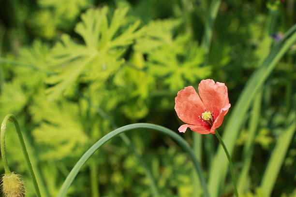 istock A single Long-headed poppy blooming by the roadside, strong vitality. 2210651536