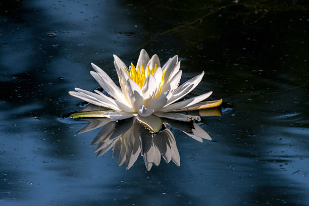 istock Water Lily & Reflection in Dark Blue Water 2210652513