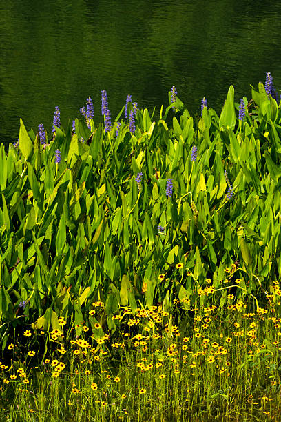 Yellow Flowers & Pickerelweed by the Pond