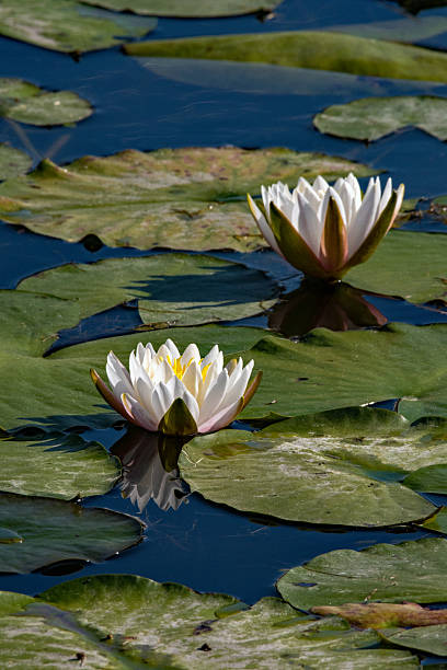 istock Two Water Lilies Amid the Pads 2210652553
