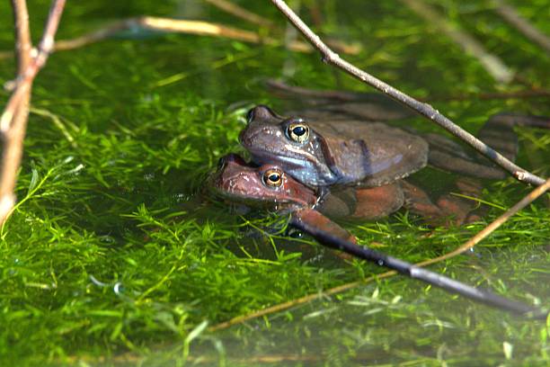 Two American bullfrogs (Lithobates catesbeianus) and water lily pads in a Connecticut garden pond, summer. The largest frog species in North America.