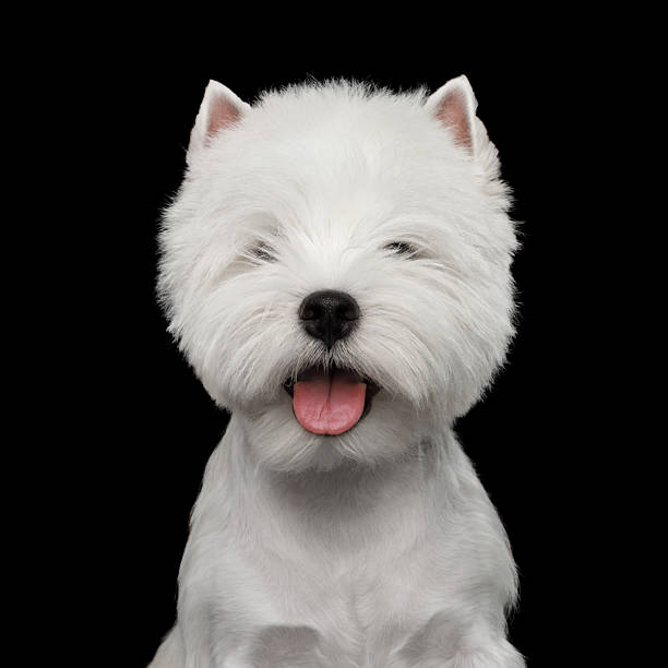 istock cute west Highland terrier smiling in black background 2210654184