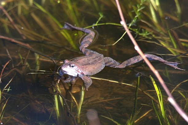 istock spring migration of frogs in Estonia 2210654203