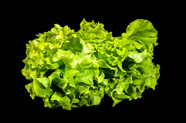 istock Fresh Green Lettuce Leaves on Dark Background 2210654594