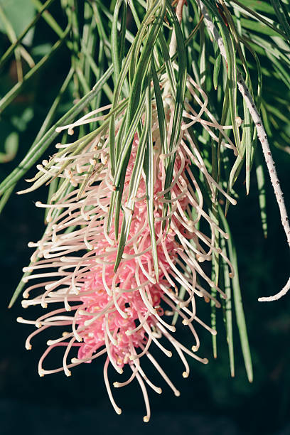 pink australian native grevillea flower